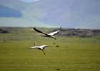 Jufferkraanvogel (demoiselle crane) (Grus virgo) op weg naar Orkhon Falls 16-08-2016 (7)